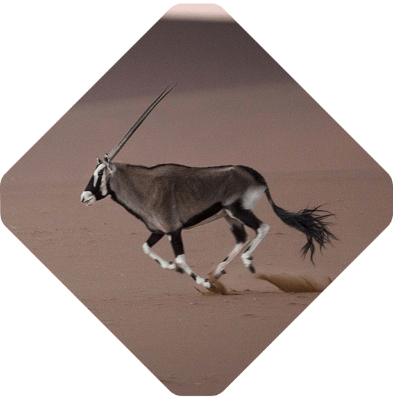 Oryx running tile